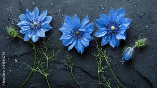 Photographing nigella flowers on slate for various purposes