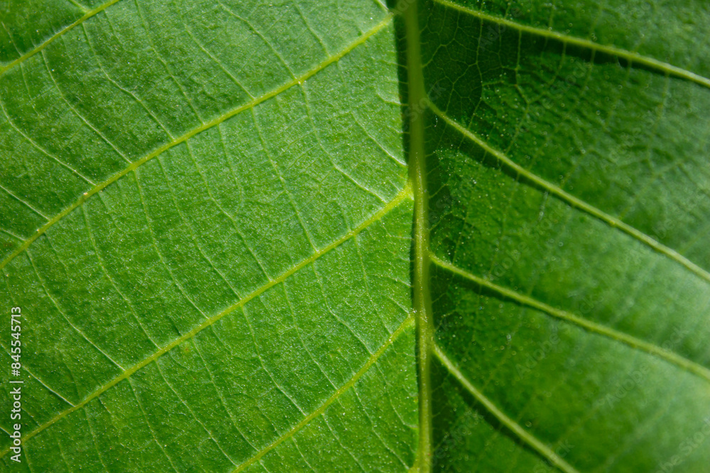 Texture of a walnut tree leaf, green background Texture of a walnut tree leaf, green background