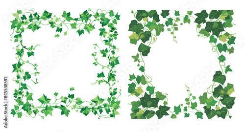 Hedera vine botanical frame design element with ivy vine and green creeper plant on white background. Modern illustration of natural decorative ivy foliage border.