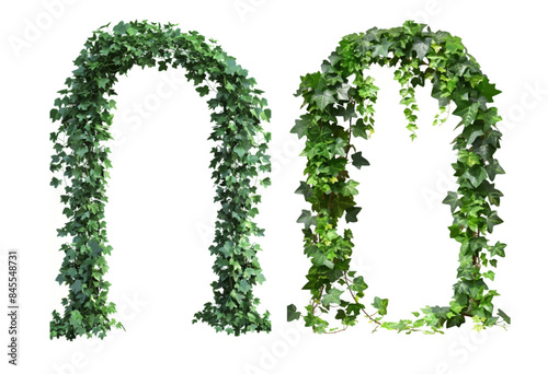 ivy creeper arch isolated on white background. English ivy liana fence with climbing branches. Modern illustration of hedera vines.