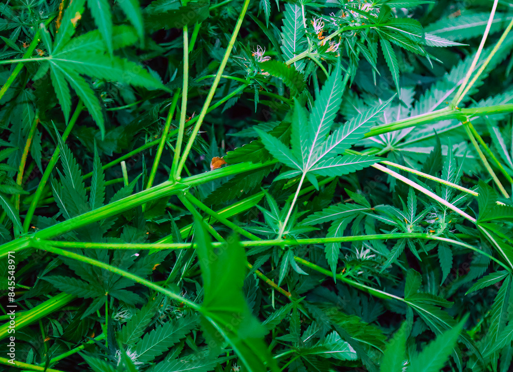 A Lush Green Canopy of Cannabis Leaves in Mid-Summer A Lush Green Canopy of Cannabis Leaves in Mid-Summer