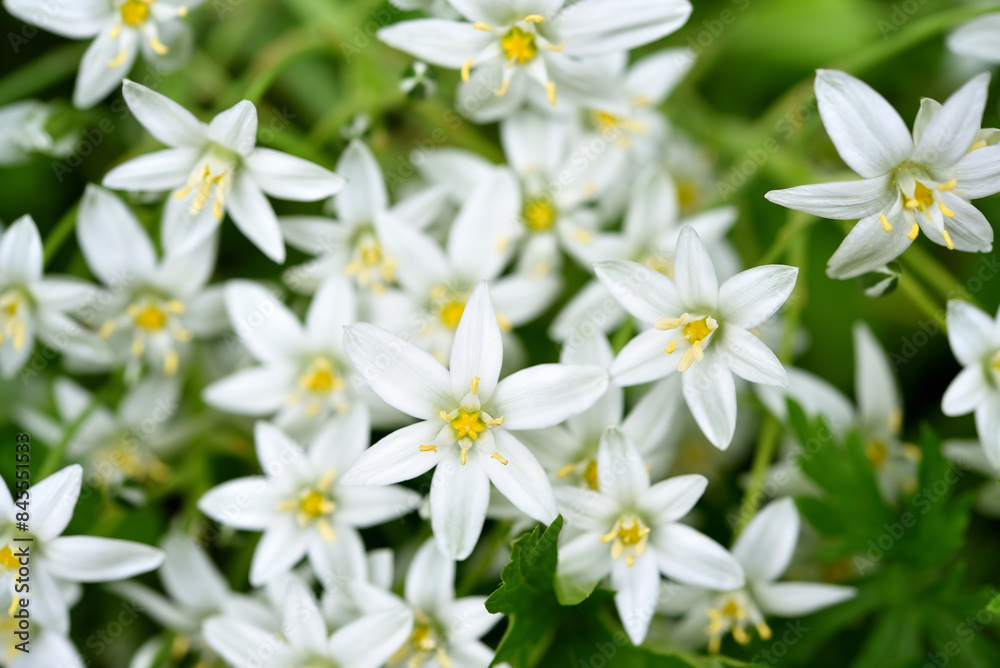 Small white flowers on a green bush. Ornithogalum umbellatum. Small white flowers on a green bush. Ornithogalum umbellatum.