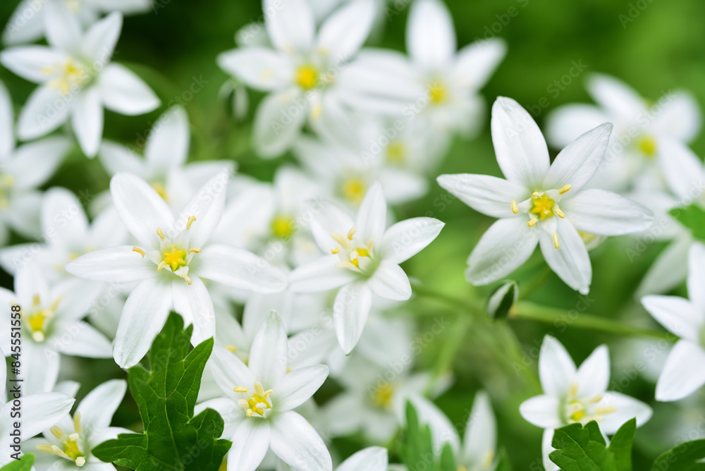 Small white flowers on a green bush. Ornithogalum umbellatum. Small white flowers on a green bush. Ornithogalum umbellatum.
