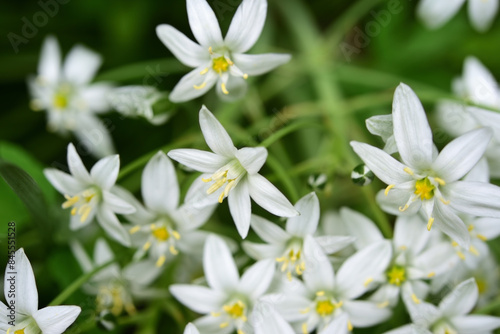 Small white flowers on a green bush. Ornithogalum umbellatum.