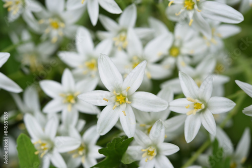Small white flowers on a green bush. Ornithogalum umbellatum.