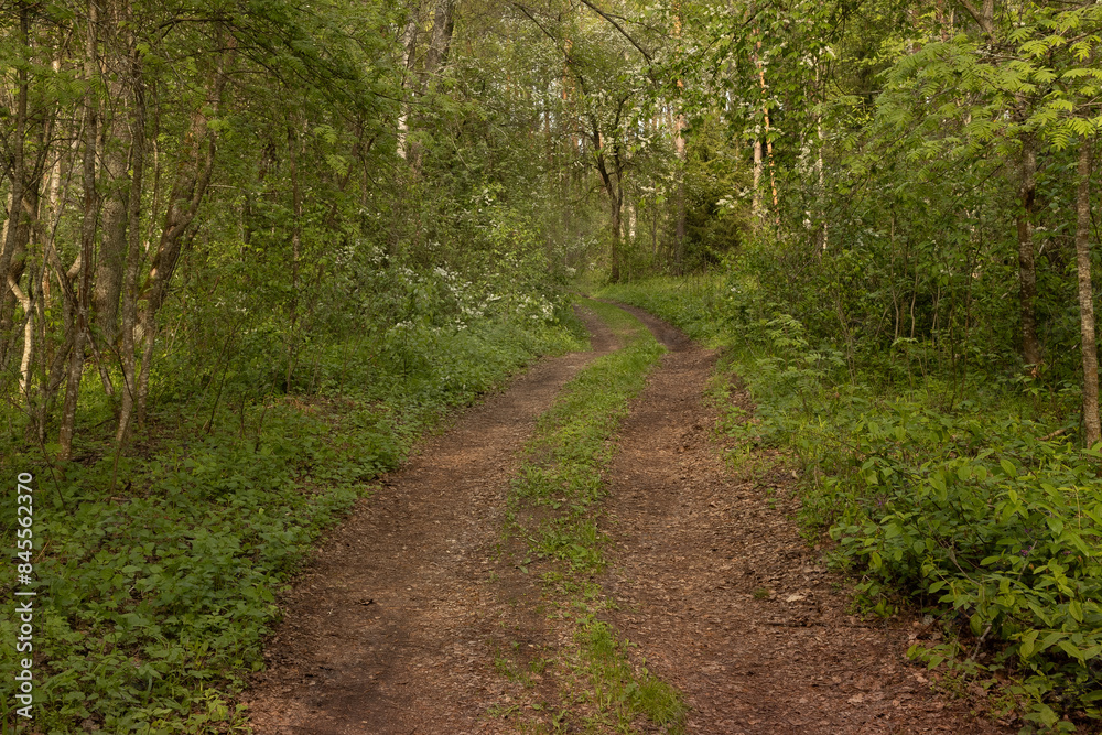 Dirt road in the forest with trees on the sides Dirt road in the forest with trees on the sides