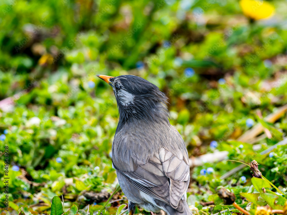 Obraz premium 地面を歩くムクドリ