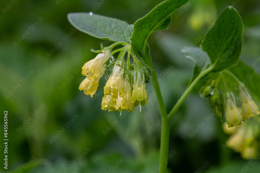Flowering Symphytum tuberosum in the forest, spring-early summer, natural environment. Medicinal plant Flowering Symphytum tuberosum in the forest, spring-early summer, natural environment. Medicinal plant