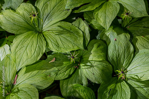 Paris quadrifolia in bloom. It is commonly known as herb Paris or true lover's knot photo