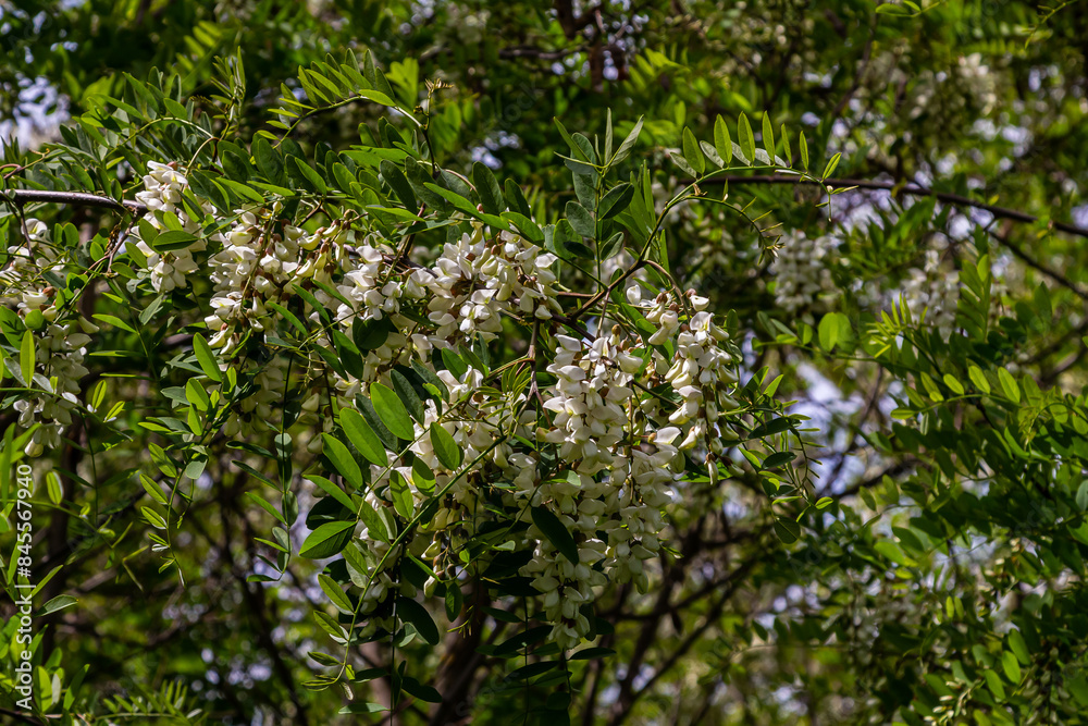 Honey bee collects nectar from white flowers tree acacia. Blooming clusters of acacia. Honey spring plant. Collect nectar. Branches of black locust, Robinia pseudoacacia, false acacia Honey bee collects nectar from white flowers tree acacia. Blooming clusters of acacia. Honey spring plant. Collect nectar. Branches of black locust, Robinia pseudoacacia, false acacia