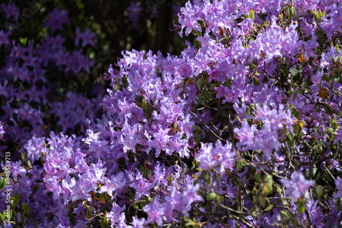 Rhododendron Augustinii Flowers photo