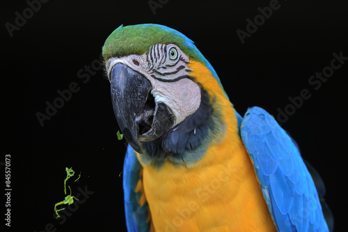 Blue-and-Gold Macaw Eating Close-up Head Dark Background