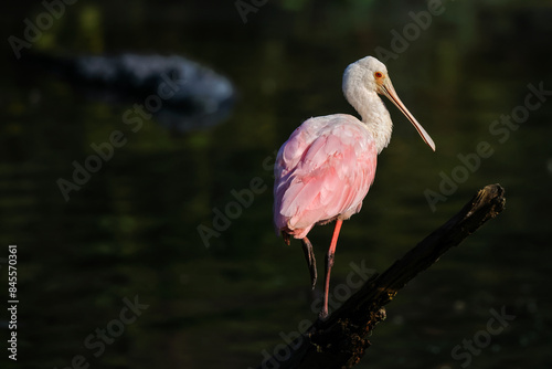 Roseate Spoonbill on Log in Water Being Watched by Alligator in Background
