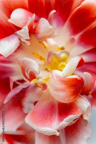 Tulip flowers with pink petals and a yellow center