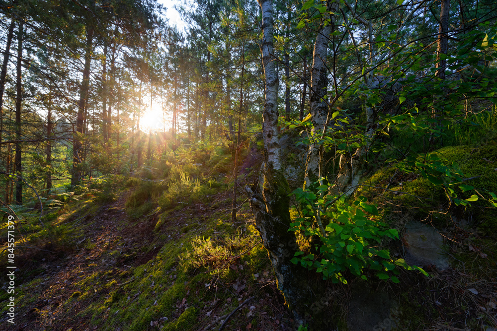 Obraz premium Forest path in the 25 bumps circuit. Fontainebleau forest