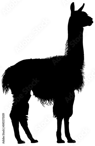 silhouette of an Alpaca in black, isolated