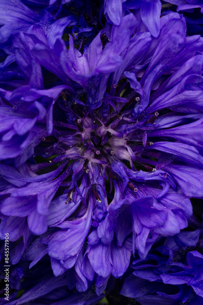the core with the pistil and stamens of a bright blue-violet cornflower flower close up the core with the pistil and stamens of a bright blue-violet cornflower flower close up