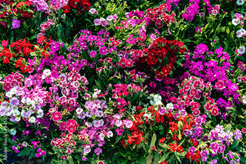 Dianthus (Carnation) flower blooming in the garden. Flowers in the garden bright colors. Abstract natural background. Pink flowers blooming simultaneously. Sweet William flower or Dianthus barbatus. Dianthus (Carnation) flower blooming in the garden. Flowers in the garden bright colors. Abstract natural background. Pink flowers blooming simultaneously. Sweet William flower or Dianthus barbatus.