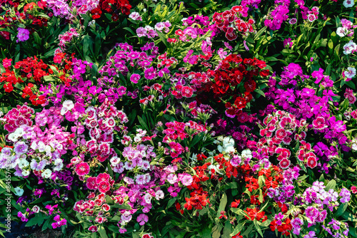 Fototapeta Naklejka Na Ścianę i Meble -  Dianthus (Carnation) flower blooming in the garden. Flowers in the garden bright colors. Abstract natural background. Pink flowers blooming simultaneously. Sweet William flower or Dianthus barbatus.