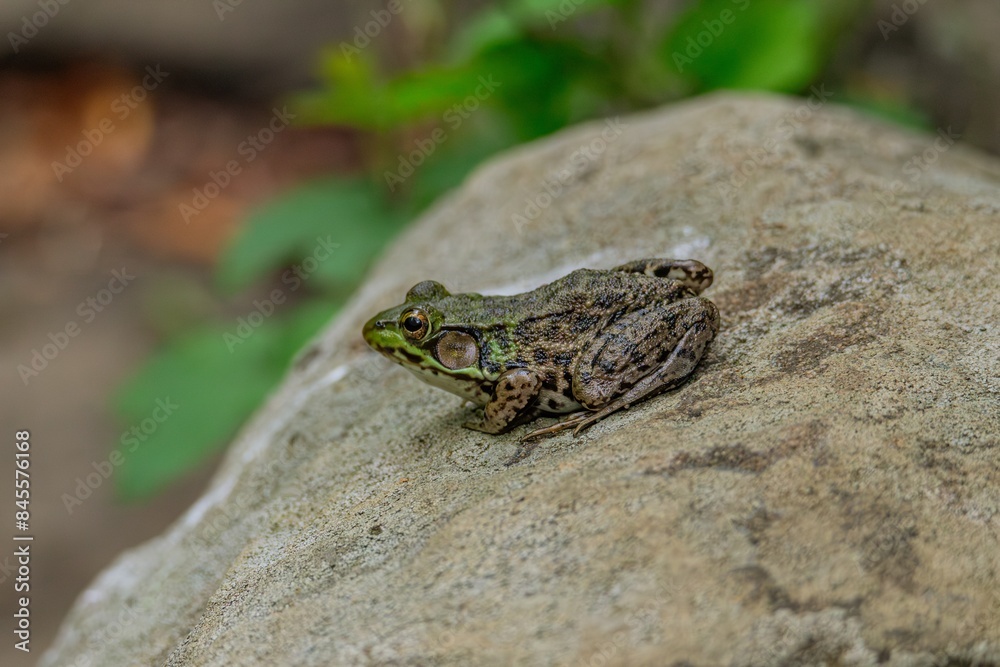 Fototapeta premium frog on a leaf