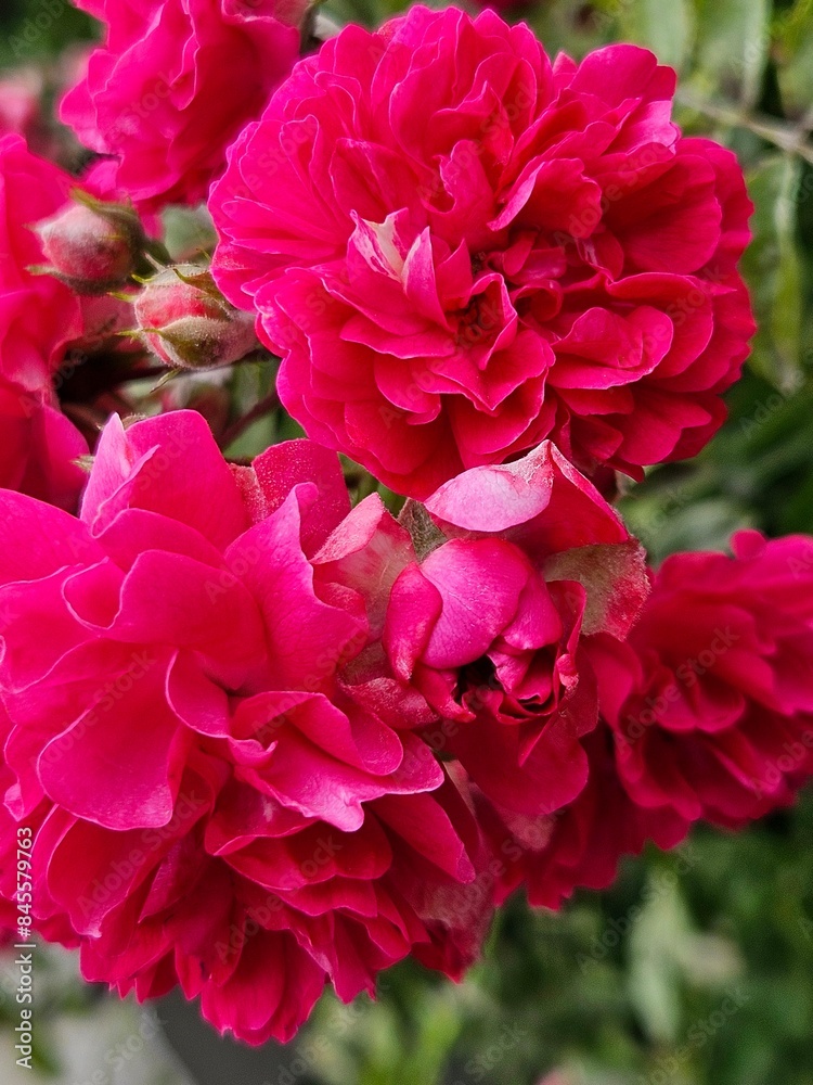 The roses growing in the garden are very beautiful The roses growing in the garden are very beautiful