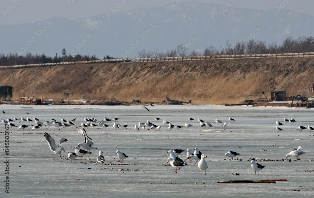 Obraz premium Russia. The western coast of Sakhalin Island. White sea gulls on the picturesque ice floes of the spring Pacific Ocean.