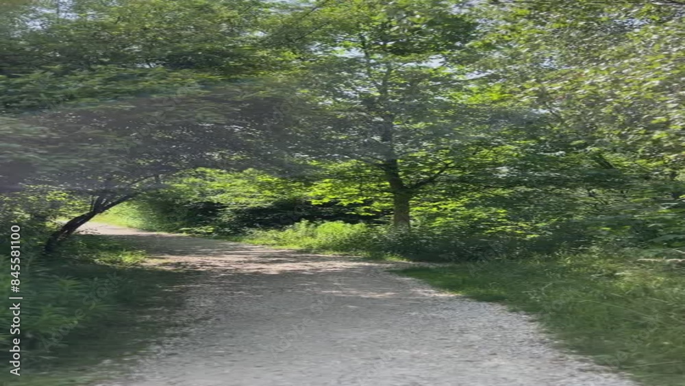 A first-person walk along a sandy road among the trees on a sunny day. Vertical video of a walk. Skałki Twardowskiego park in Krakow A first-person walk along a sandy road among the trees on a sunny day. Vertical video of a walk. Skałki Twardowskiego park in Krakow