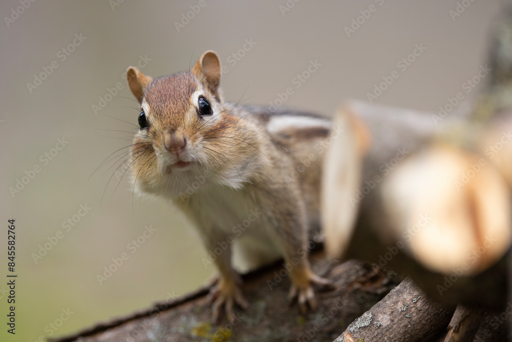 Chipmunk - A curious chipmunk looking at the camera, standing on wood. Chipmunk - A curious chipmunk looking at the camera, standing on wood.