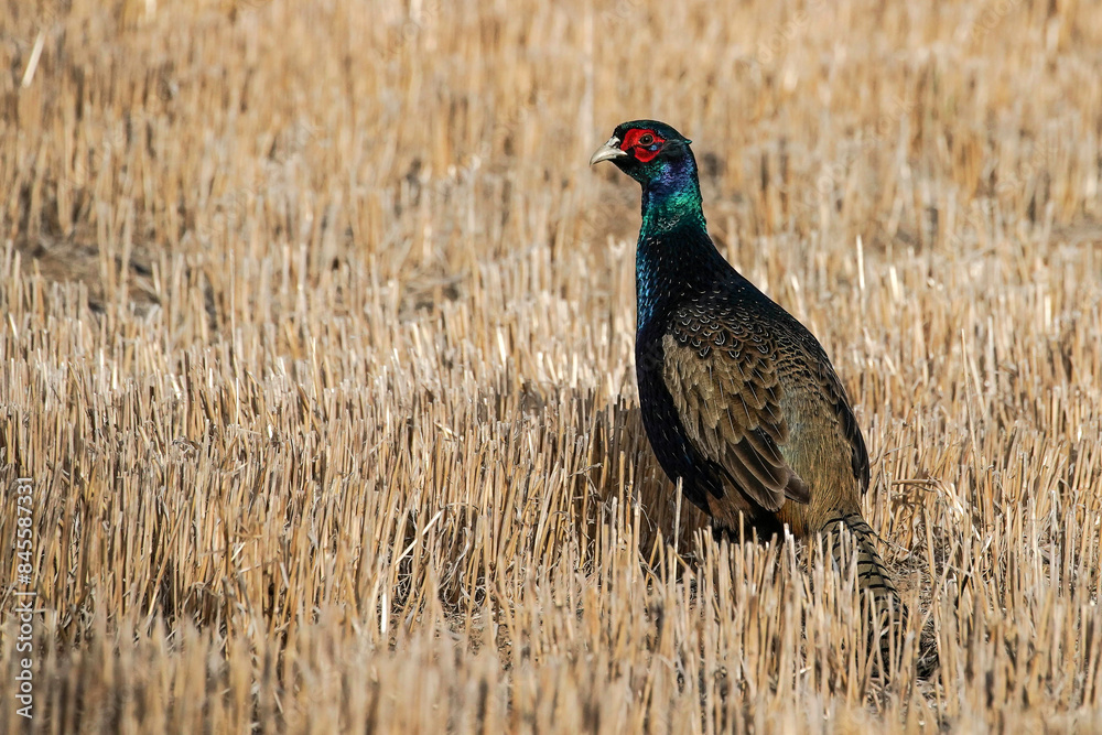Melanistic Mutant Pheasant Rooster Melanistic Mutant Pheasant Rooster