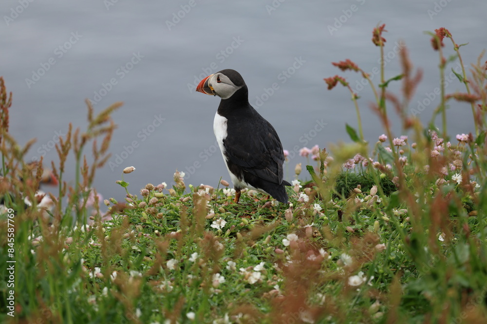 Fototapeta premium atlantic puffin or common puffin