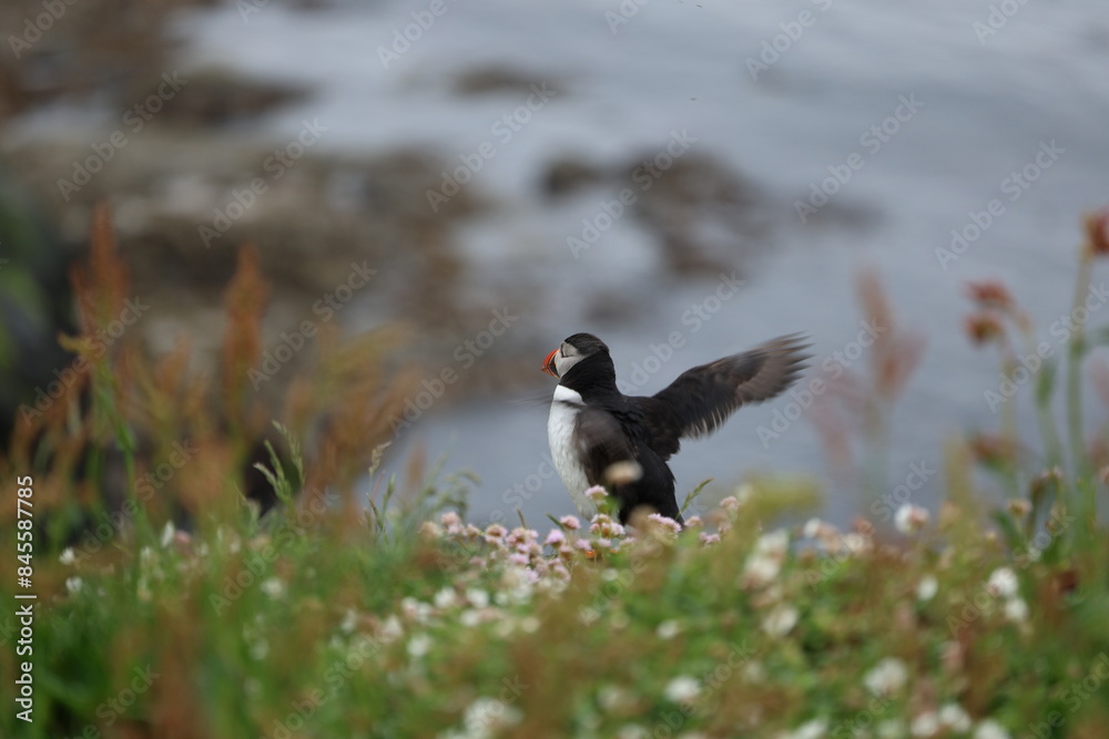 Fototapeta premium atlantic puffin or common puffin