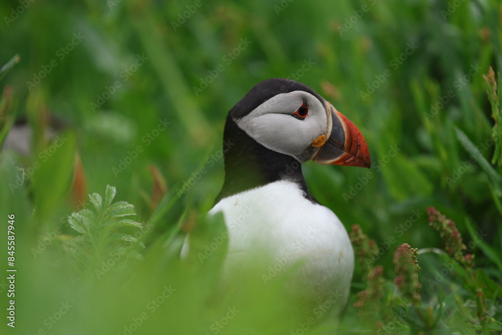 atlantic puffin or common puffin