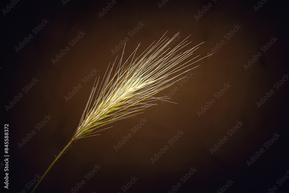 Fototapeta premium Spikelets of grass. Drying grass spikelets on a dark
