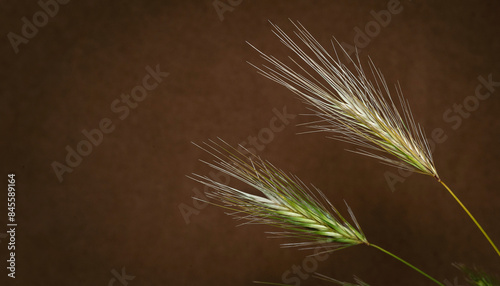 Spikelets of grass. Drying grass spikelets close-up on a dark background. Copy space