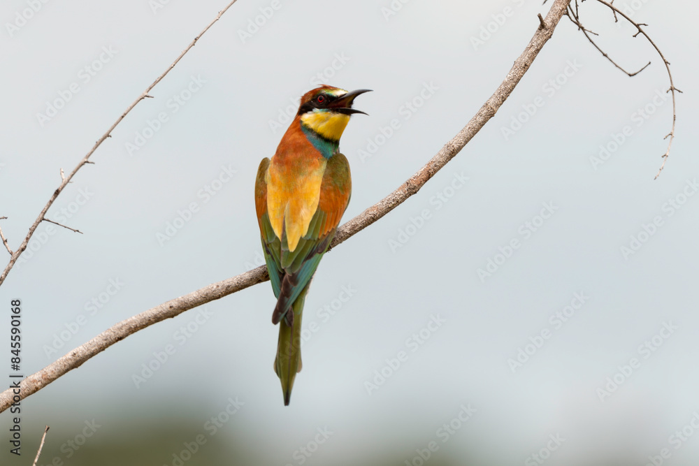 Obraz premium Guêpier d'Europe,.Merops apiaster, European Bee eater