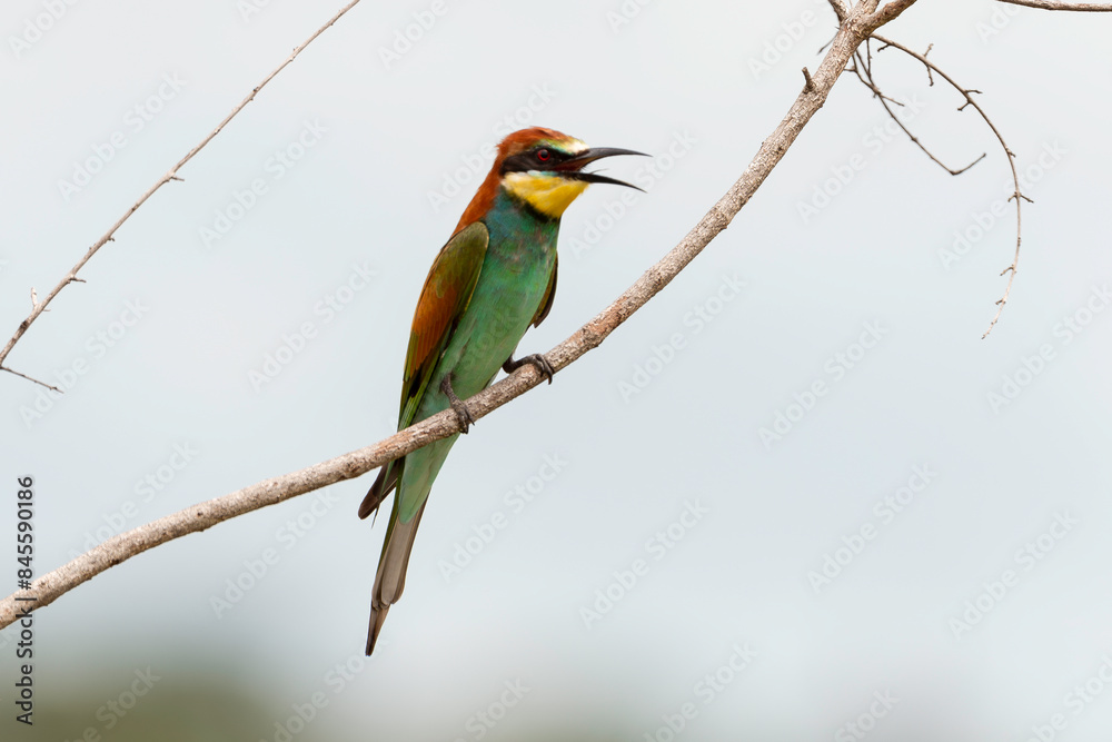 Obraz premium Guêpier d'Europe,.Merops apiaster, European Bee eater