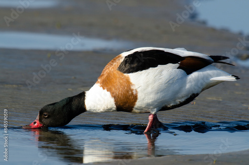 Tadorne de Belon,.Tadorna tadorna, Common Shelduck photo