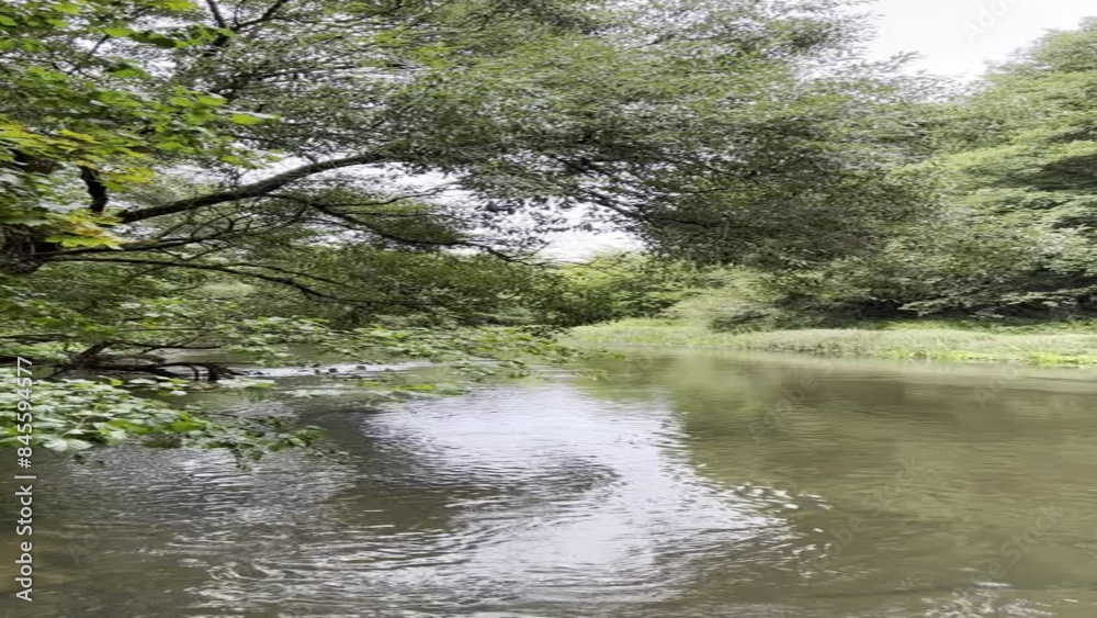 Vertical video of a quiet river framed by reeds and willow trees. Captures the essence of late summer or early autumn on a cloudy day, perfect for illustrating travel, nature, and outdoor walks Vertical video of a quiet river framed by reeds and willow trees. Captures the essence of late summer or early autumn on a cloudy day, perfect for illustrating travel, nature, and outdoor walks