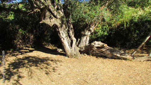 Algerian Forest