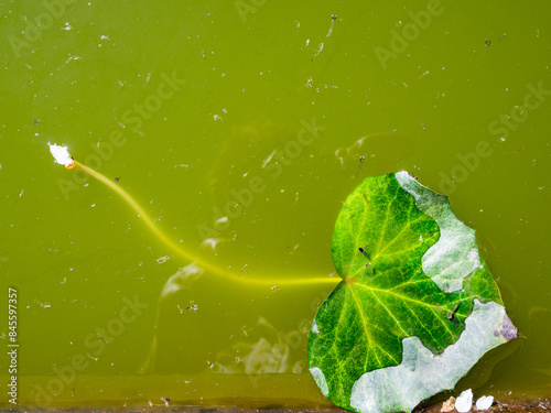 green leaf and debris on surface of stagnant water
