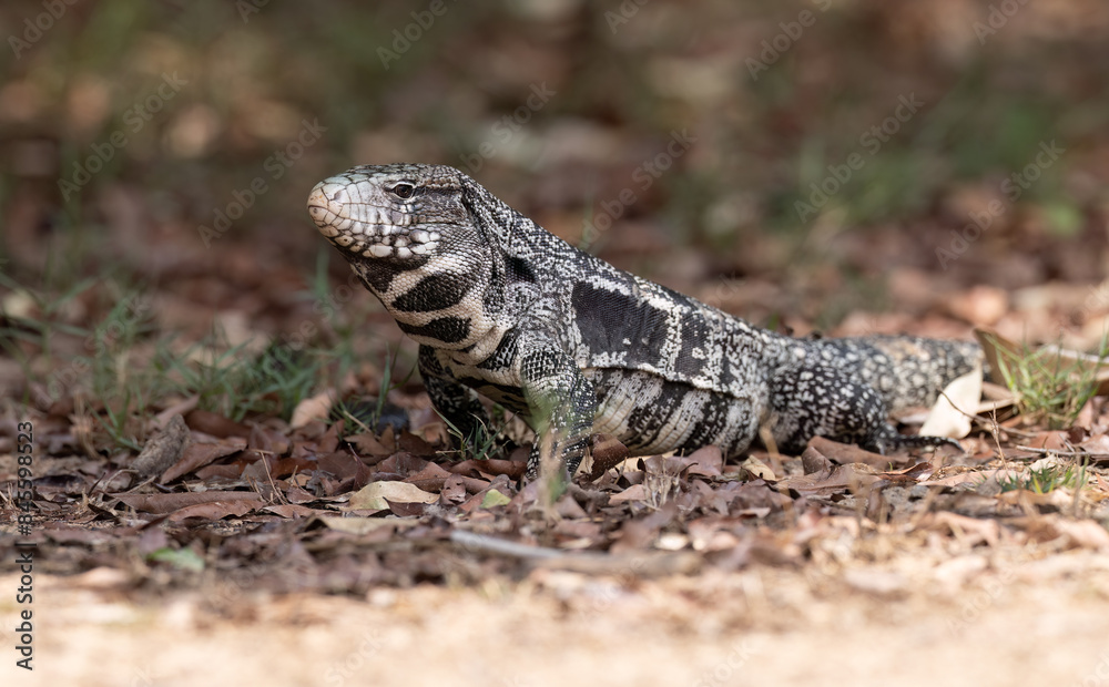 A side view of a lizard in Brazil A side view of a lizard in Brazil