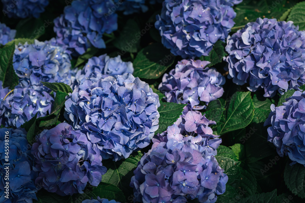 violet Hydrangea flower blooming in garden. flower background violet Hydrangea flower blooming in garden. flower background