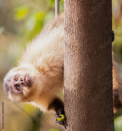A capuchin monkey looking up from a side of a tree