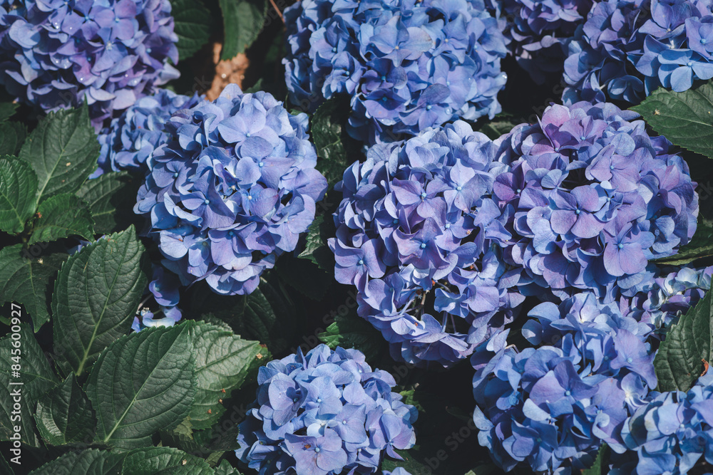 Obraz premium violet Hydrangea flower blooming in garden. flower background