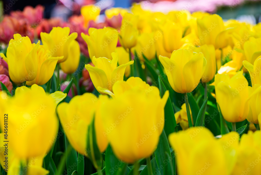 Beautiful Yellow Tulip flower blooming in garden, flower background Beautiful Yellow Tulip flower blooming in garden, flower background