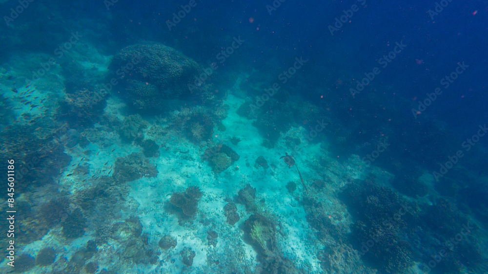 Photography of fish, turtle, sharks and corals in Oman near Muscat during spring day Photography of fish, turtle, sharks and corals in Oman near Muscat during spring day