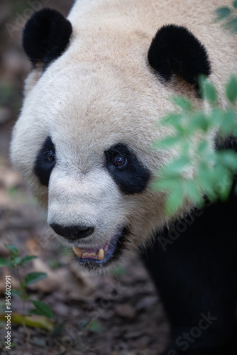 Giant Panda