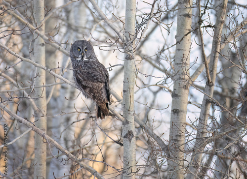 A great gray at sunset on a poplar tree