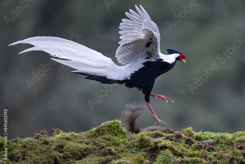 Silver pheasant on the ground