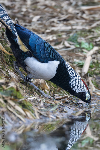 Lady Amherst's pheasant with reflection in the water